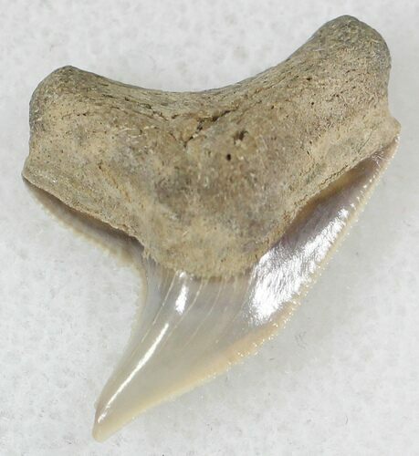 Fossil Tiger Shark Tooth - Virginia #20962
